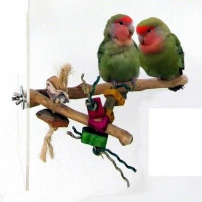 minkissy Boîte D'Élevage De Perroquets Jouets d'oiseaux pour Conures Nid  D'Oiseau Fournitures De Perruche Grande Cage À Oiseaux Jouet pour Animaux  De