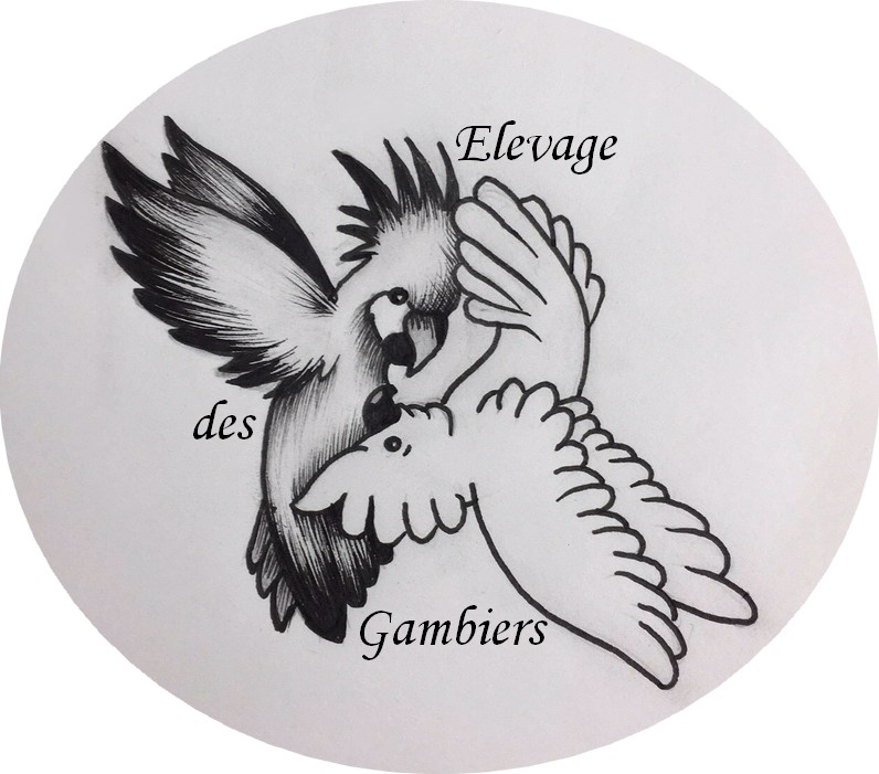 Logo tatoo rond 1